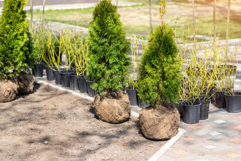 Guide to Shrubs Transplanting Techniques
