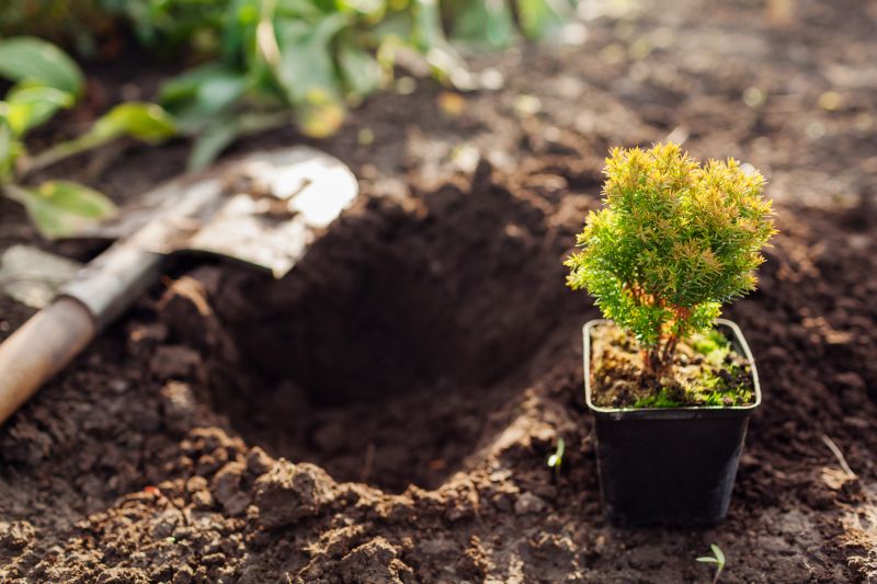 Shrubs Transplanting Products and Supplies