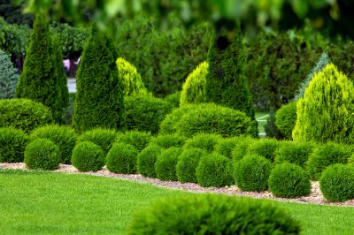 Give Your Shrubs The Best Chance For Success in Their New Location