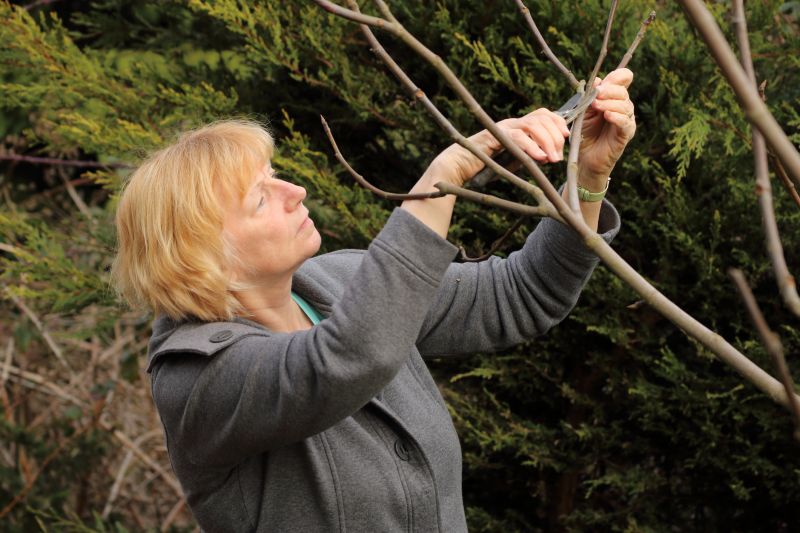 Apple Tree Pruning in Doylestown, PA