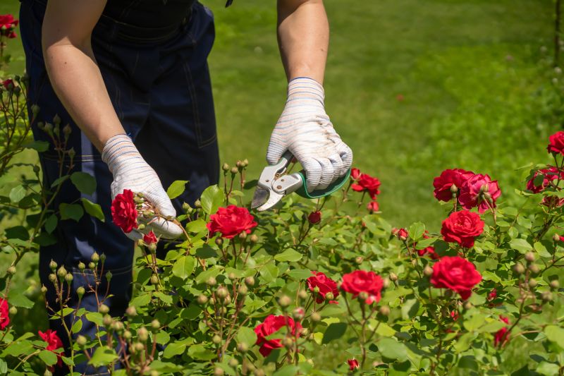 Azalea Pruning in Aiken, SC