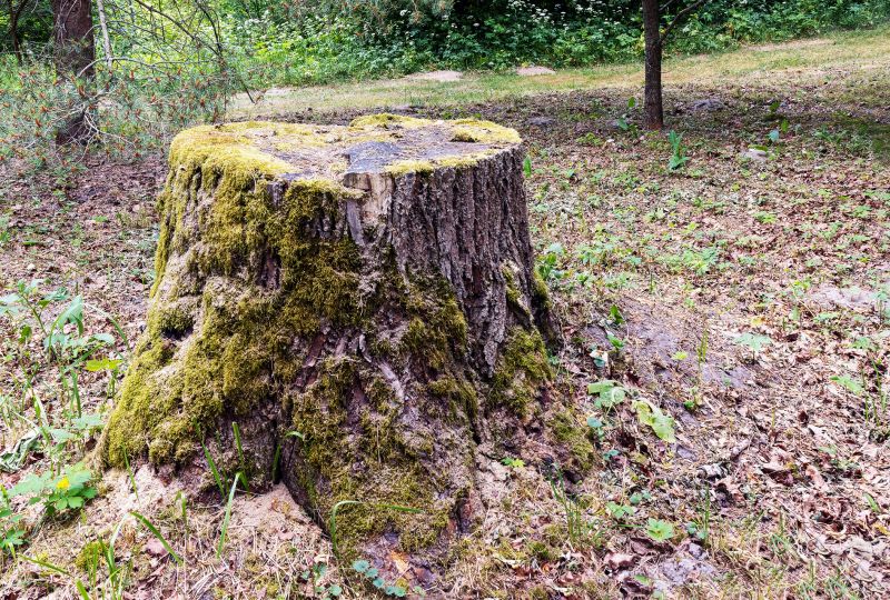 Bamboo Stump Removal in Calvert County, MD