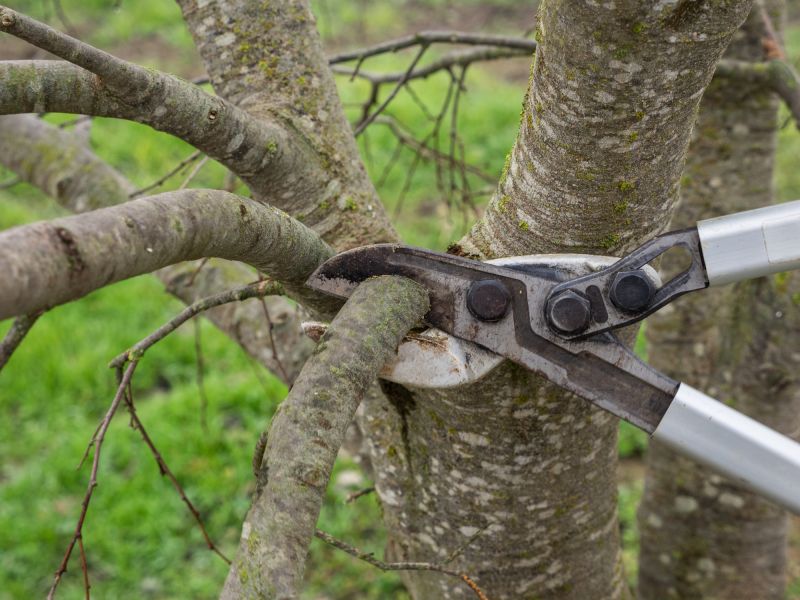 Birch Tree Pruning in Doylestown, PA