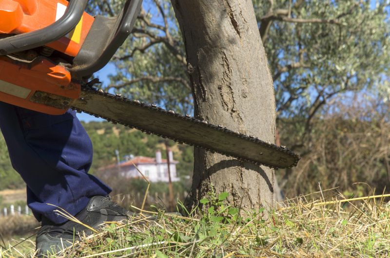 Birch Tree Removal in Doylestown, PA