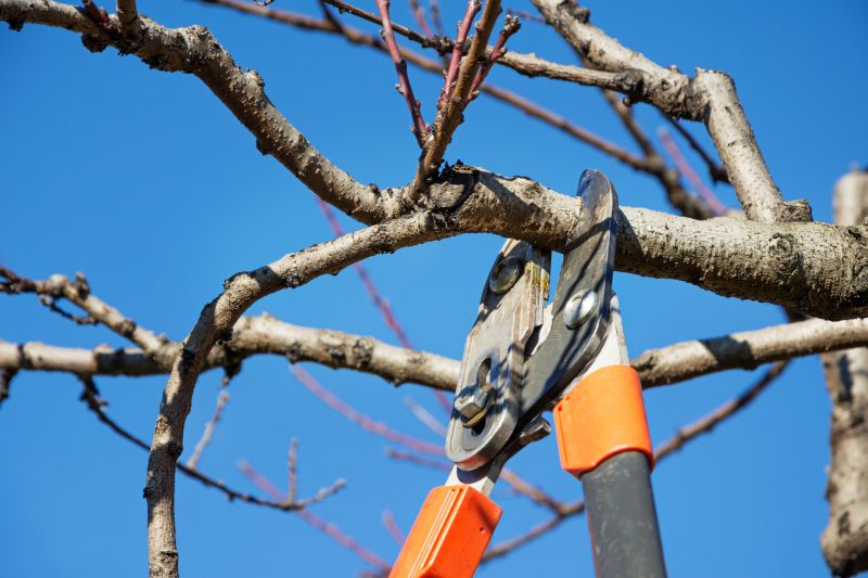 Canopy Pruning in Doylestown, PA