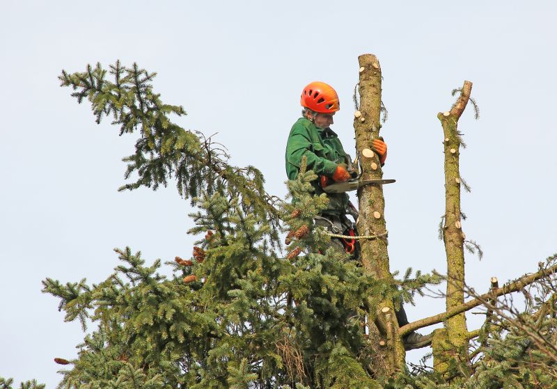 Cedar Tree Trimming in Doylestown, PA