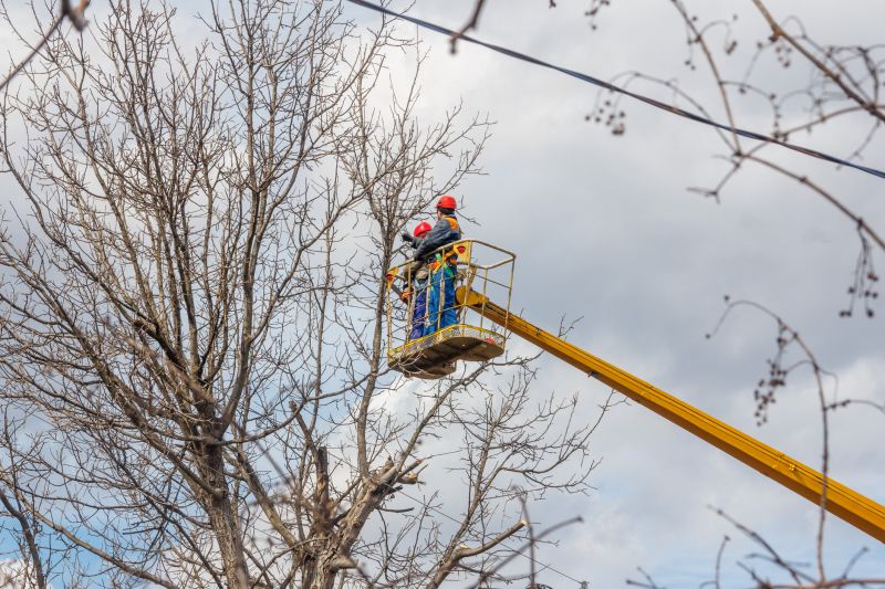 Commercial Tree Trimming in Reno, NV