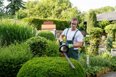 Shrubs Transplanting