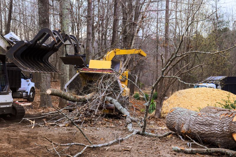 Dead Tree Removal in San Jose, CA