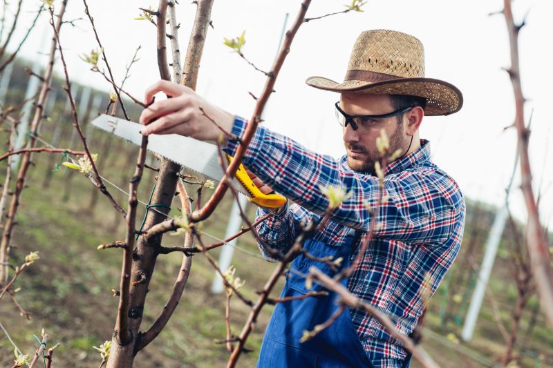 Orchard Tree Pruning in San Jose, CA