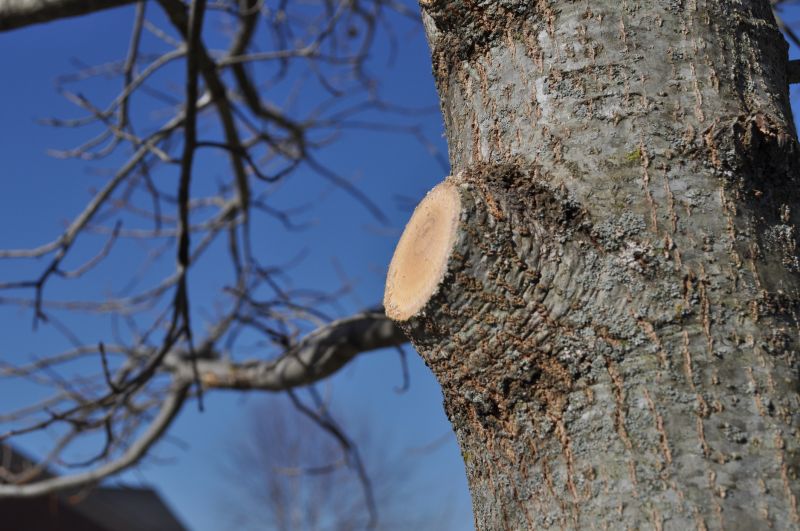 Pear Tree Pruning in Pottstown, PA