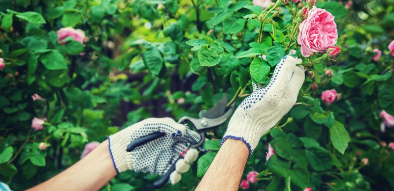 Rhododendron Pruning in Rockwall, TX