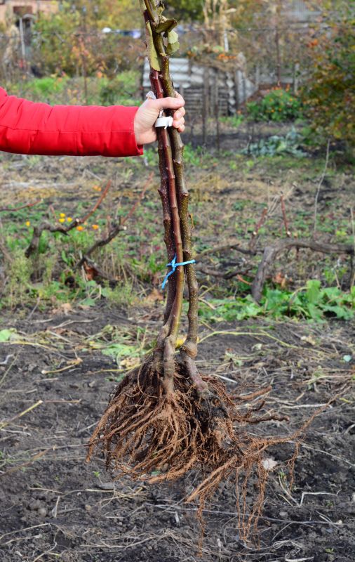 Shrubs Transplanting Cost Guide — Cost of Shrubs Transplanting