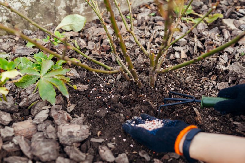 Shrubs Transplanting Cost Guide — Cost of Shrubs Transplanting