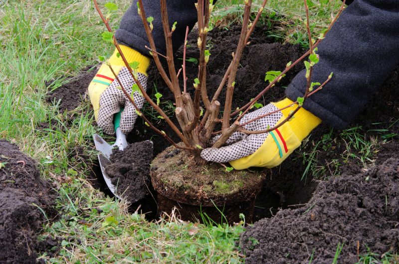 Shrubs Transplanting