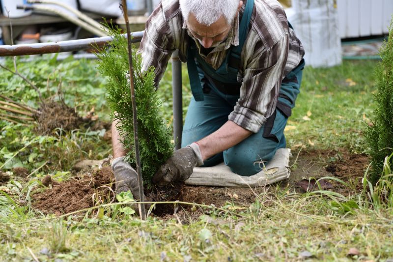Shrubs Transplanting