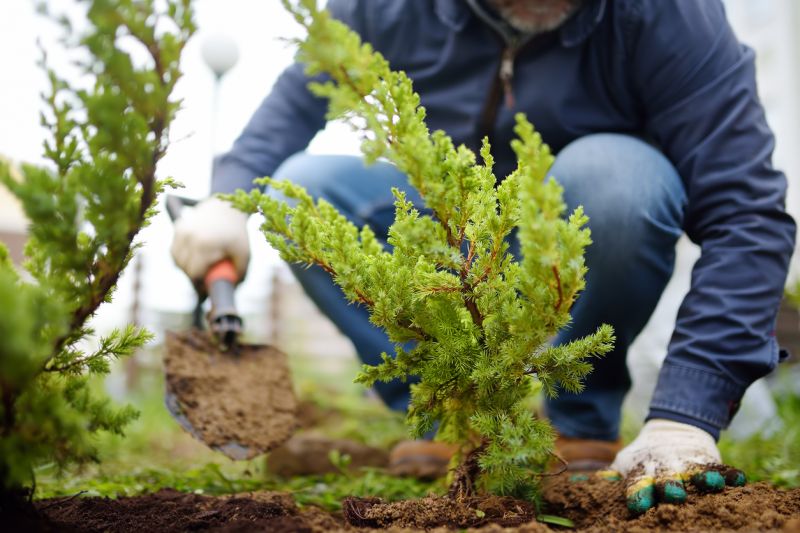 Shrubs Transplanting