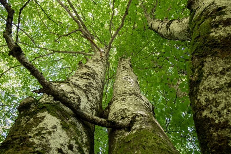 Tree Canopy Thinning in Allentown, PA