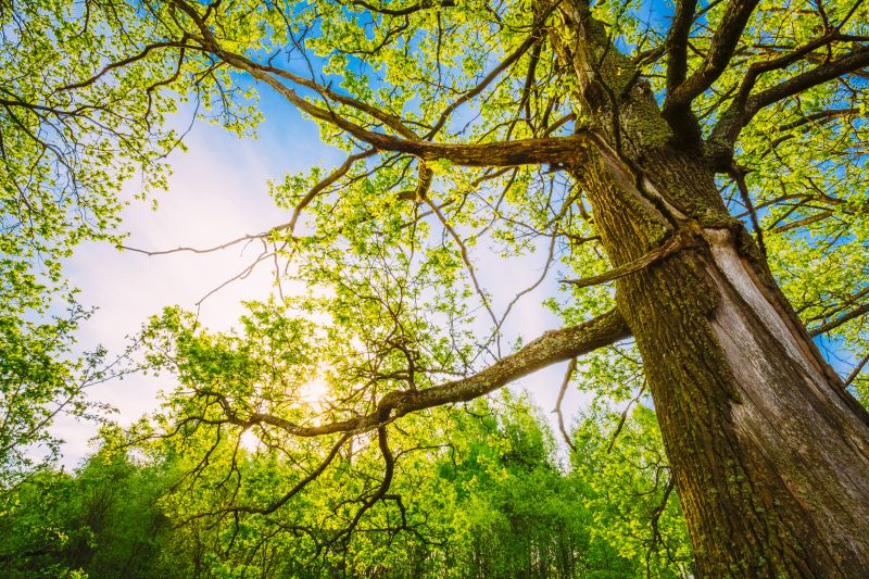 Tree Canopy Thinning in San Jose, CA