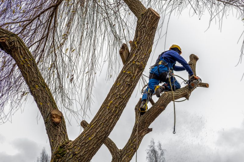 Tree Maintenance Service in Allentown, PA