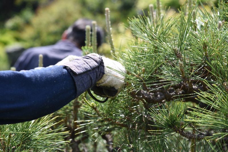 Tree Pruning in Doylestown, PA