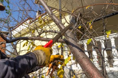 Tree Shaping Service in San Jose, CA