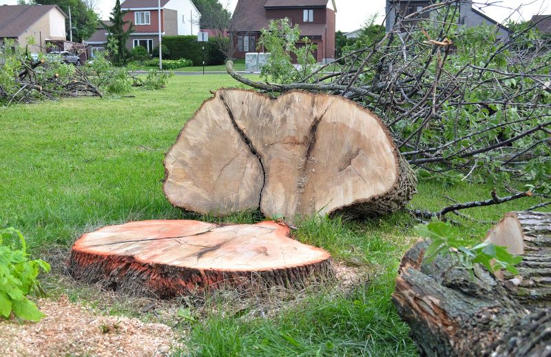 Willow Tree Removal in Doylestown, PA