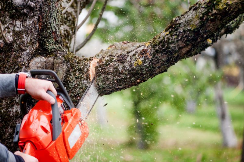 Willow Tree Removal in Allentown, PA